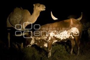 SAFARI NOCTURNO . AFRICAM SAFARI