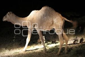 SAFARI NOCTURNO . AFRICAM SAFARI