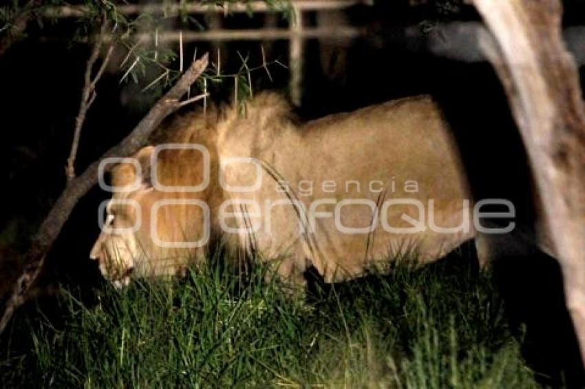 SAFARI NOCTURNO . AFRICAM SAFARI