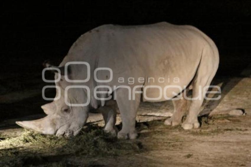 SAFARI NOCTURNO . AFRICAM SAFARI