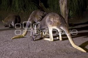 SAFARI NOCTURNO . AFRICAM SAFARI