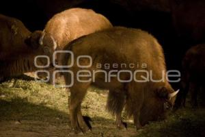 SAFARI NOCTURNO . AFRICAM SAFARI