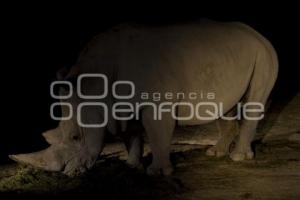 SAFARI NOCTURNO . AFRICAM SAFARI