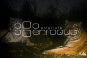 SAFARI NOCTURNO . AFRICAM SAFARI