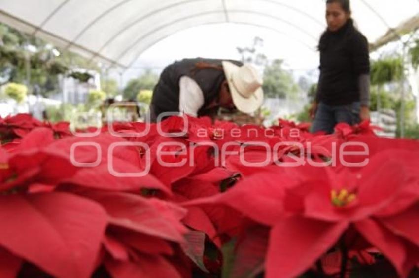 PRODUCCIÓN DE NOCHEBUENA