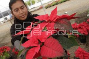 PRODUCCIÓN DE NOCHEBUENA