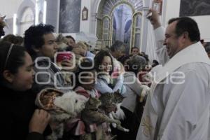 BENDICIÓN DE ANIMALES