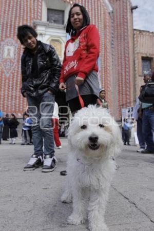 BENDICIÓN DE ANIMALES