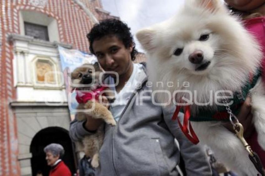 BENDICIÓN DE ANIMALES