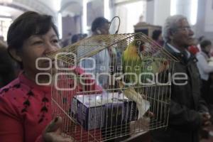 BENDICIÓN DE ANIMALES