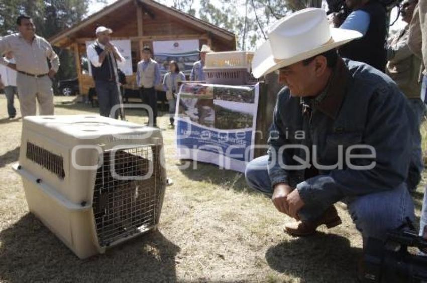 LIBERAN ANIMALES EN SU HÁBITAT NATURAL