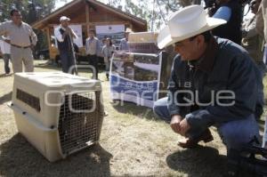 LIBERAN ANIMALES EN SU HÁBITAT NATURAL