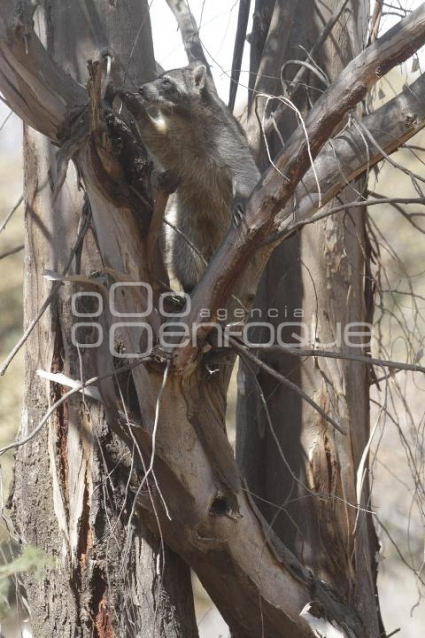 LIBERAN ANIMALES EN SU HÁBITAT NATURAL