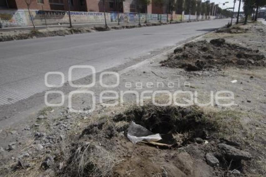 DERRIBO DE ÁRBOLES EN LA 11 SUR POR OBRAS