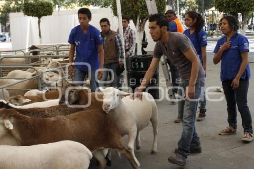 EXHIBICIÓN DE ANIMALES OVINOS