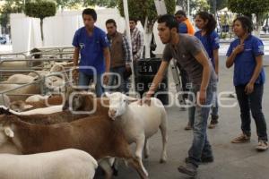 EXHIBICIÓN DE ANIMALES OVINOS