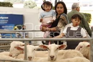 EXHIBICIÓN DE ANIMALES OVINOS