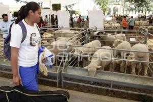 EXHIBICIÓN DE ANIMALES OVINOS