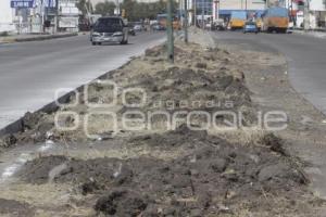 DERRIBO DE ÁRBOLES EN LA 11 SUR POR OBRAS