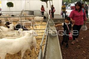 EXHIBICIÓN DE ANIMALES OVINOS