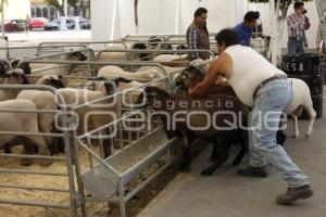 EXHIBICIÓN DE ANIMALES OVINOS