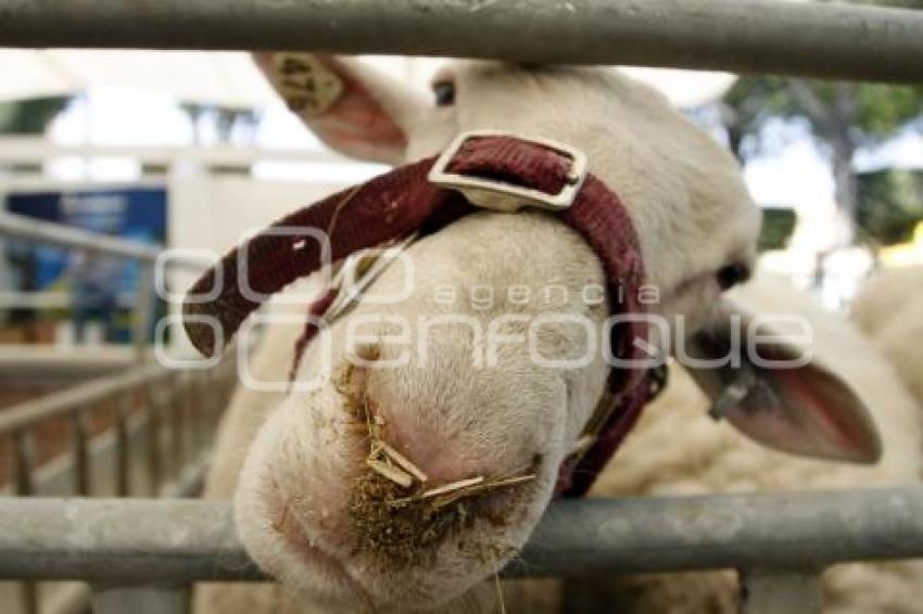 EXHIBICIÓN DE ANIMALES OVINOS