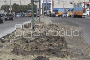 DERRIBO DE ÁRBOLES EN LA 11 SUR POR OBRAS