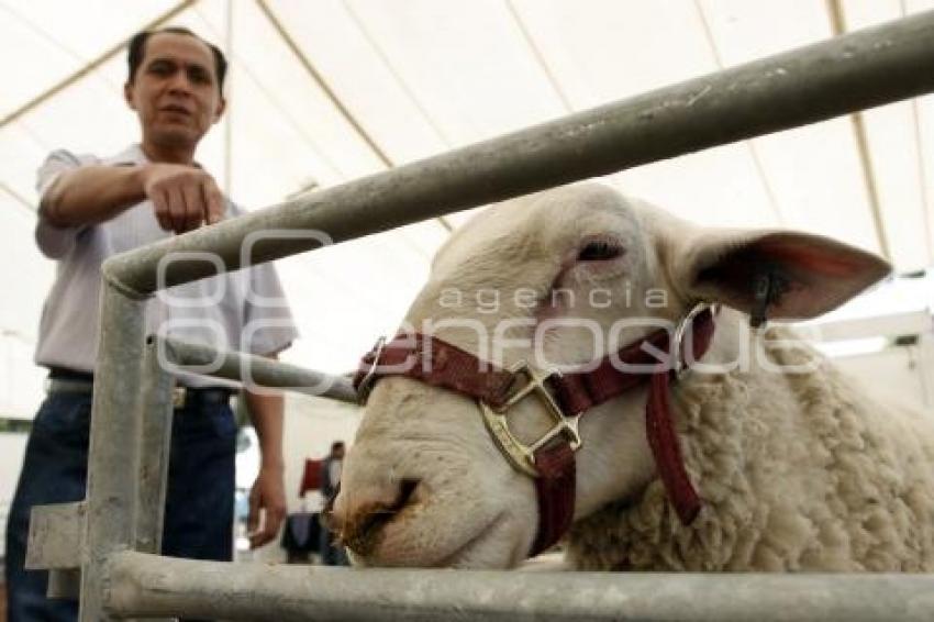 EXHIBICIÓN DE ANIMALES OVINOS