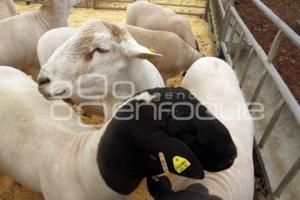 EXHIBICIÓN DE ANIMALES OVINOS