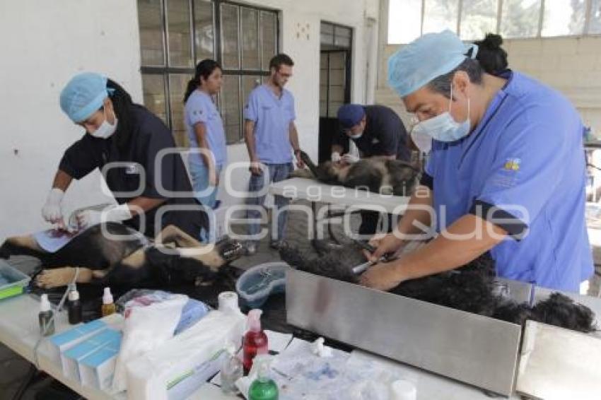 MACRO JORNADA DE ESTERILIZACIÓN