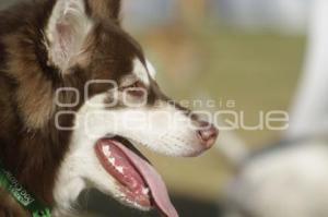 PERROTÓN DOG CHOW PUEBLA 2014