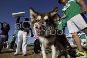 PERROTÓN DOG CHOW PUEBLA 2014