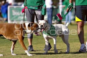 PERROTÓN DOG CHOW PUEBLA 2014