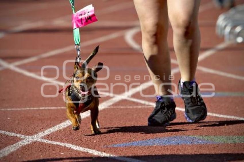 PERROTÓN DOG CHOW PUEBLA 2014