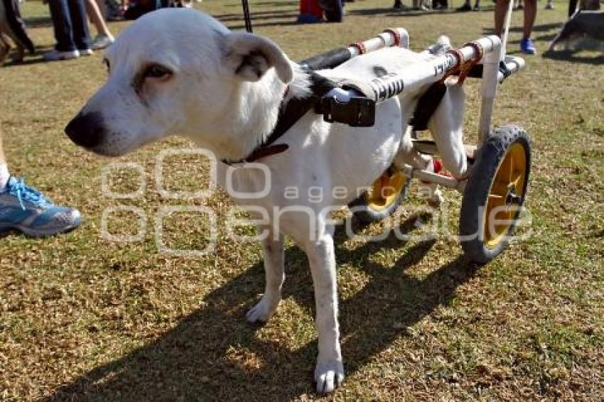 PERROTÓN DOG CHOW PUEBLA 2014