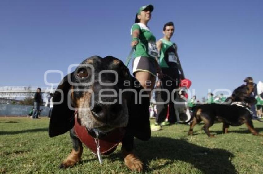 PERROTÓN DOG CHOW PUEBLA 2014