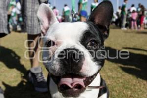 PERROTÓN DOG CHOW PUEBLA 2014