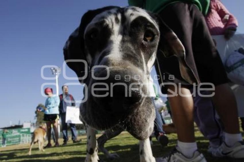 PERROTÓN DOG CHOW PUEBLA 2014