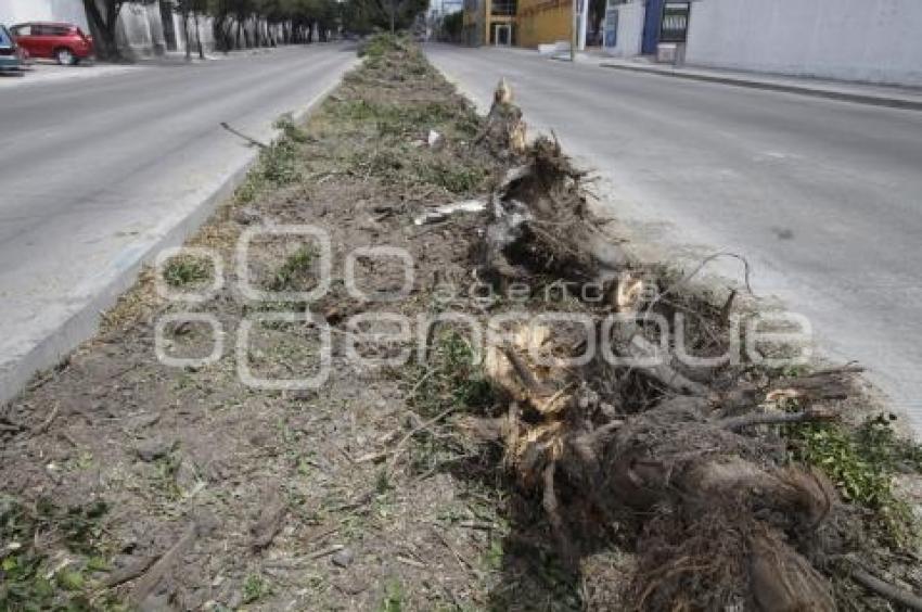 DERRIBAN ÁRBOLES EN LA 11 SUR
