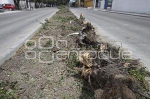 DERRIBAN ÁRBOLES EN LA 11 SUR