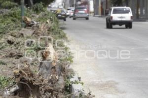 DERRIBAN ÁRBOLES EN LA 11 SUR