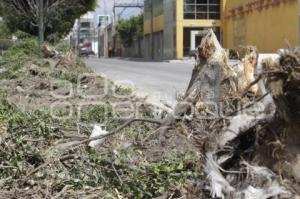DERRIBAN ÁRBOLES EN LA 11 SUR