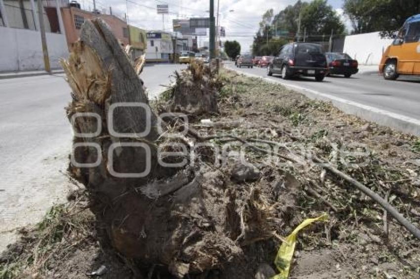 DERRIBAN ÁRBOLES EN LA 11 SUR