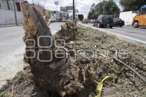 DERRIBAN ÁRBOLES EN LA 11 SUR
