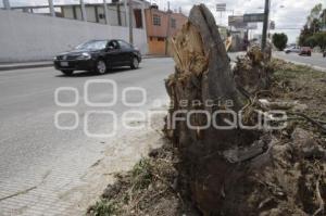DERRIBAN ÁRBOLES EN LA 11 SUR