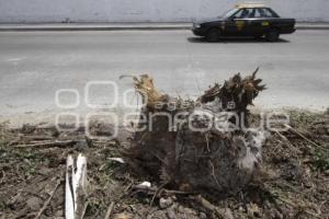 DERRIBAN ÁRBOLES EN LA 11 SUR