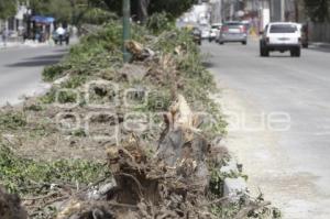 DERRIBAN ÁRBOLES EN LA 11 SUR
