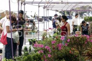 TIANGUIS DE PLANTAS