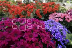 TIANGUIS DE PLANTAS