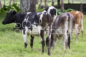 DÍA MUNDIAL SIN CARNE